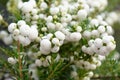 Prickly heath Gaultheria mucronaa Wintertime, white berries